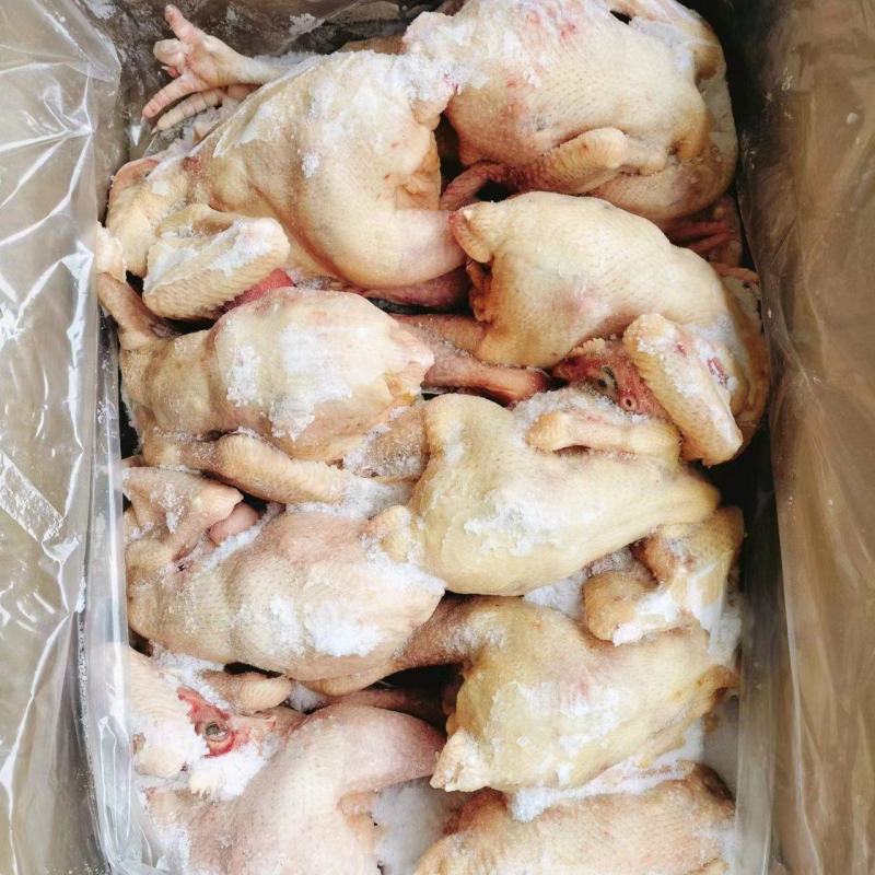 一级三黄鸡白条鸡9.5公斤箱装，6-18只一直有货