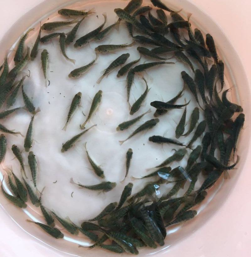 罗非鱼苗海南一号新吉富抗病强精选优质雄性快大脆肉罗非鱼苗