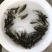 罗非鱼苗海南一号新吉富抗病强精选优质雄性快大脆肉罗非鱼苗
