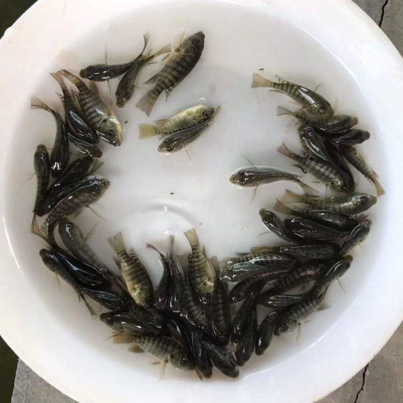 罗非鱼苗海南一号新吉富抗病强精选优质雄性快大脆肉罗非鱼苗