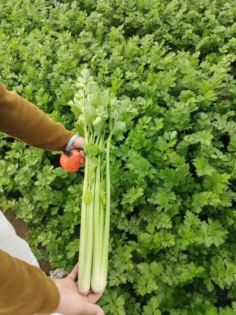 河南，芹菜，中小棵芹，中棵，断头芹，电商直共，大量有货