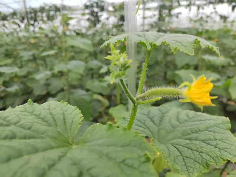 展示健康黄瓜植株与受病害影响植株的对比图片 黄瓜健康生长对比图