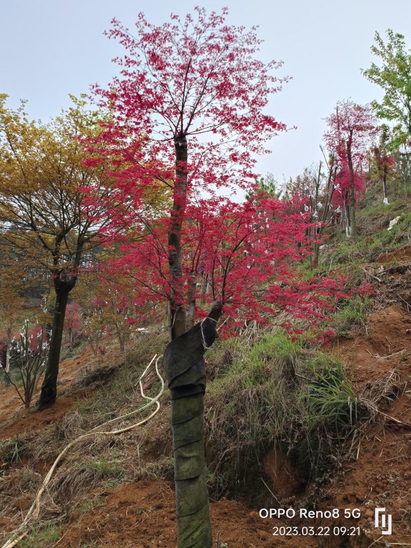 红小袖红枫不同规格都有货……