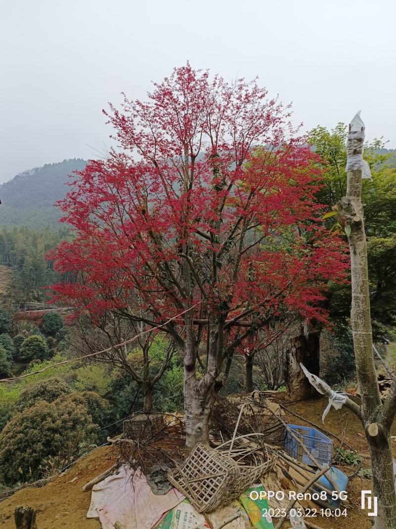 红小袖红枫不同规格都有货……