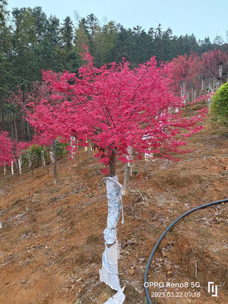 红小袖红枫不同规格都有货……