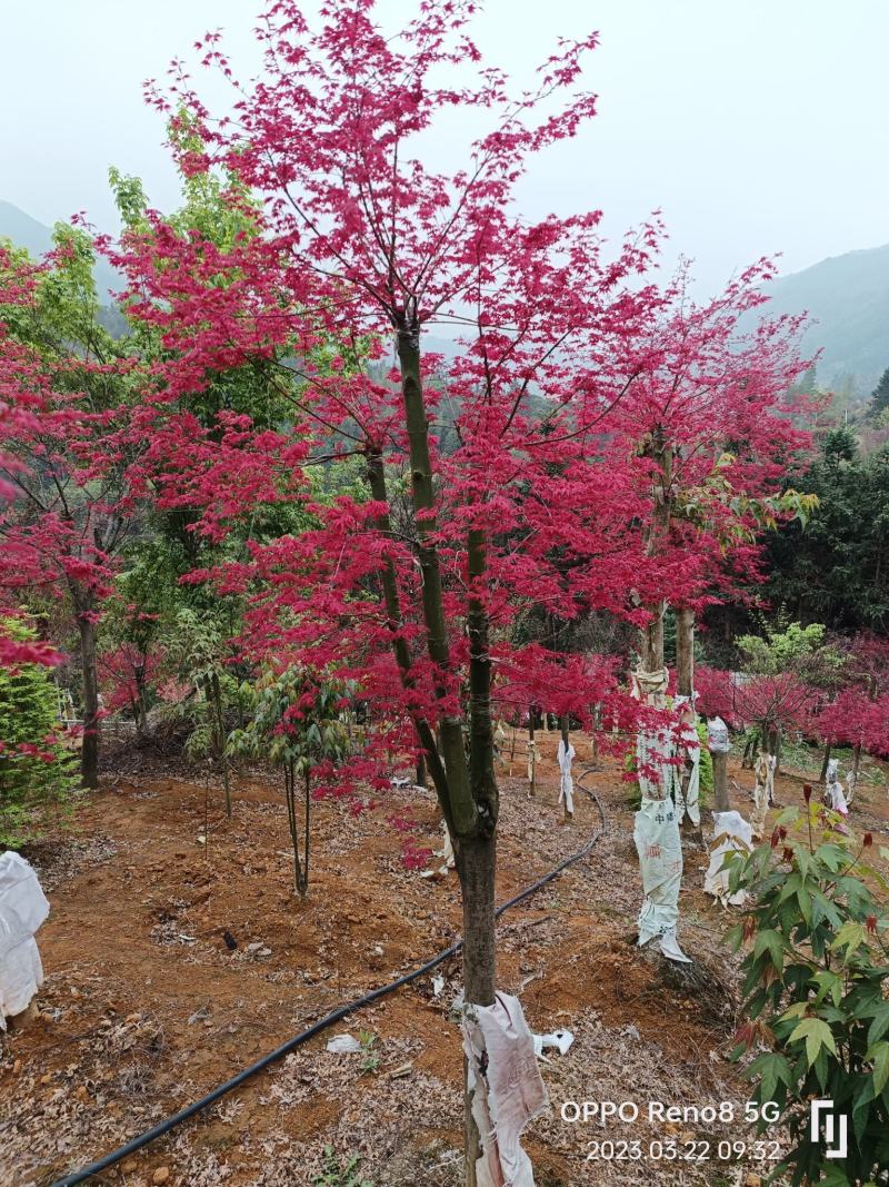 红小袖红枫不同规格都有货……