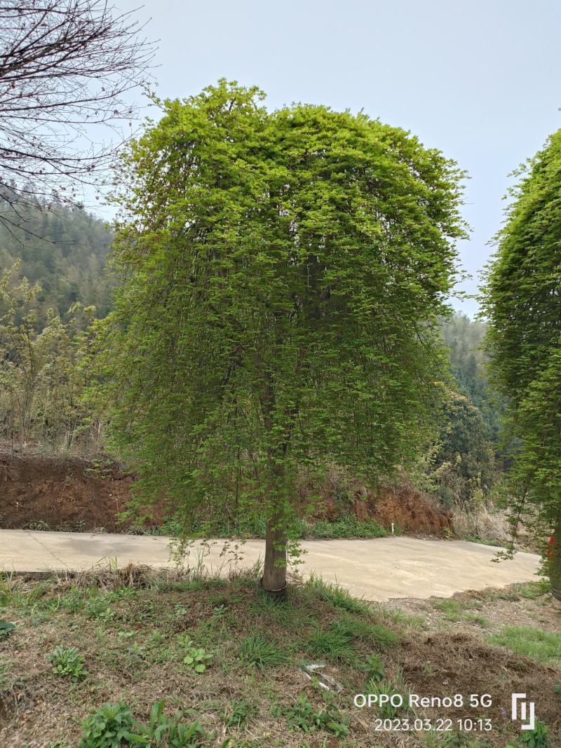 流泉红枫