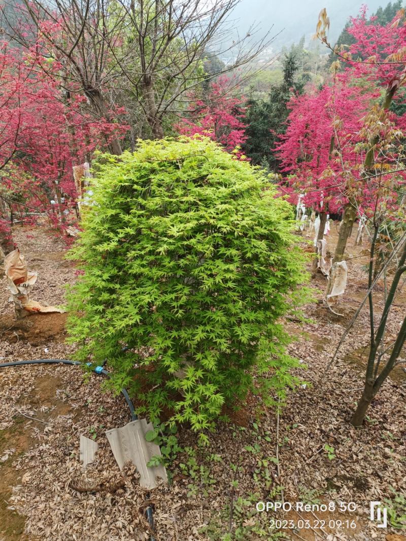 流泉红枫