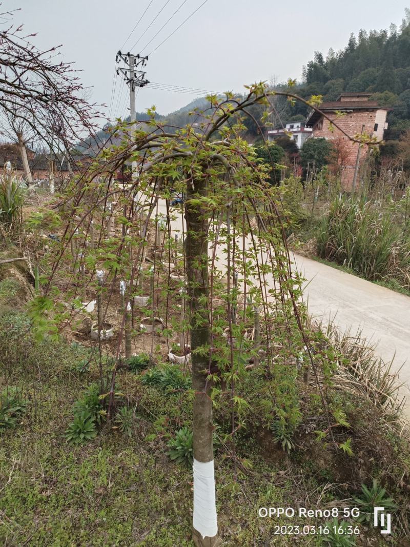 流泉红枫