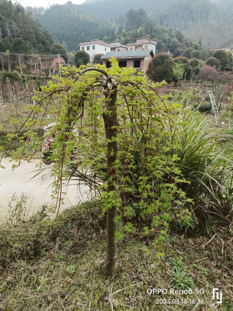 流泉红枫
