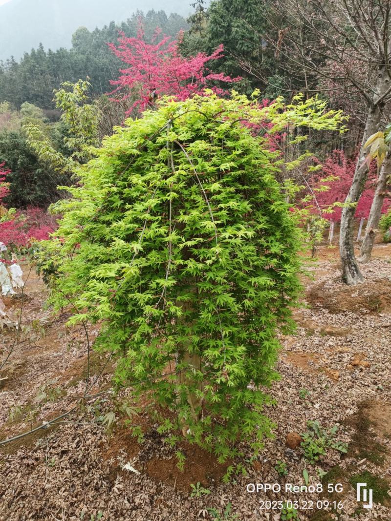 流泉红枫