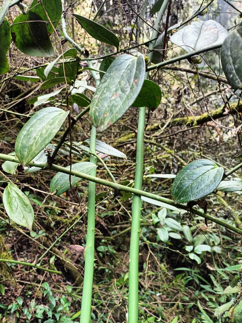 湖北深山菝葜金刚藤冷饭头野生鲜货。整颗下单预定