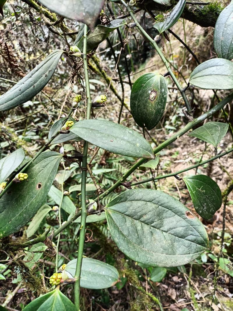 湖北深山菝葜金刚藤冷饭头野生鲜货。整颗下单预定