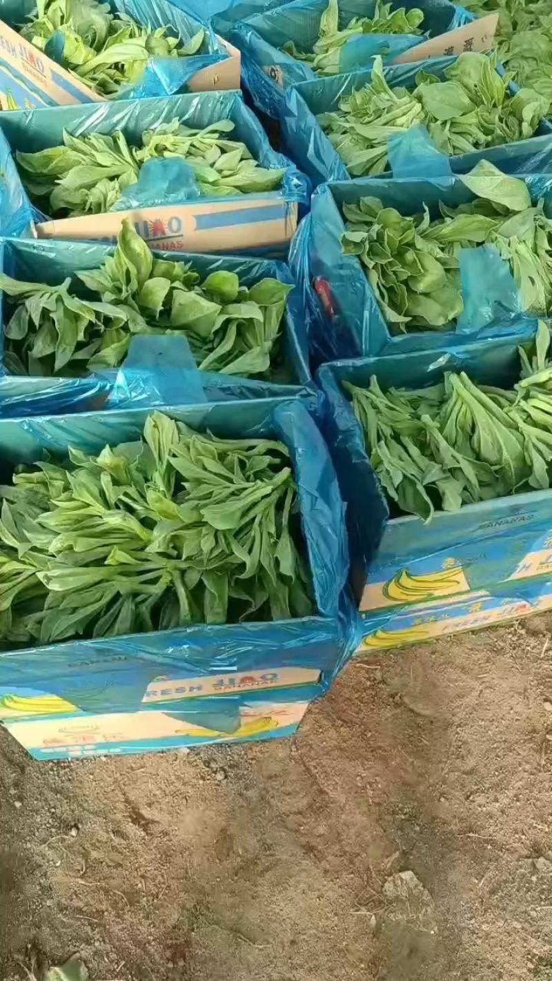 冰草
