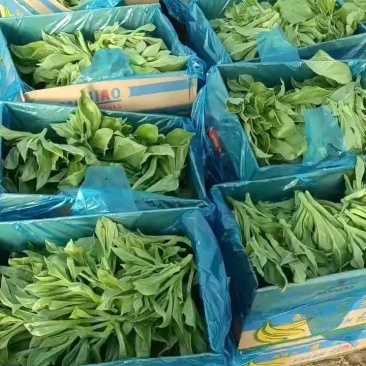 冰草