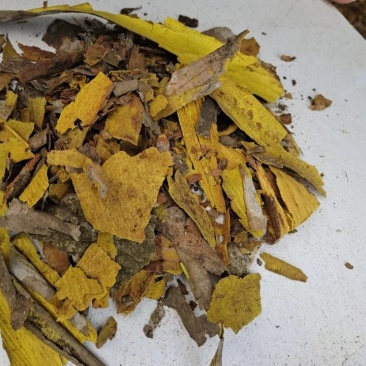 黄柏双面黄下料