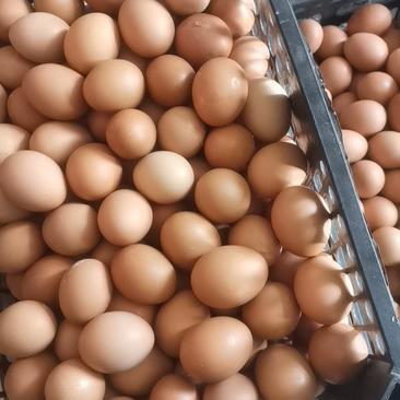 【精品】鲜鸡蛋红壳鸡蛋品质保证欢迎老板来打扰