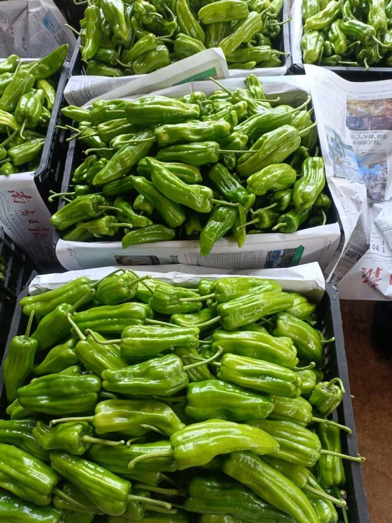 陕西薄皮椒芜湖椒产地一手货源市场电商对接