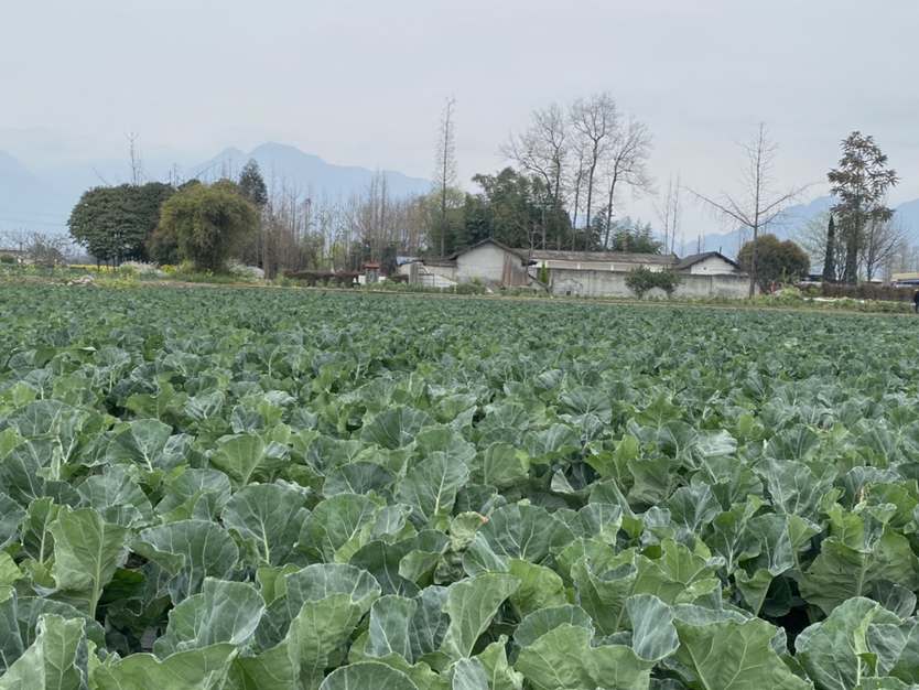 厨房中正在准备东北包菜与松花菜的场景