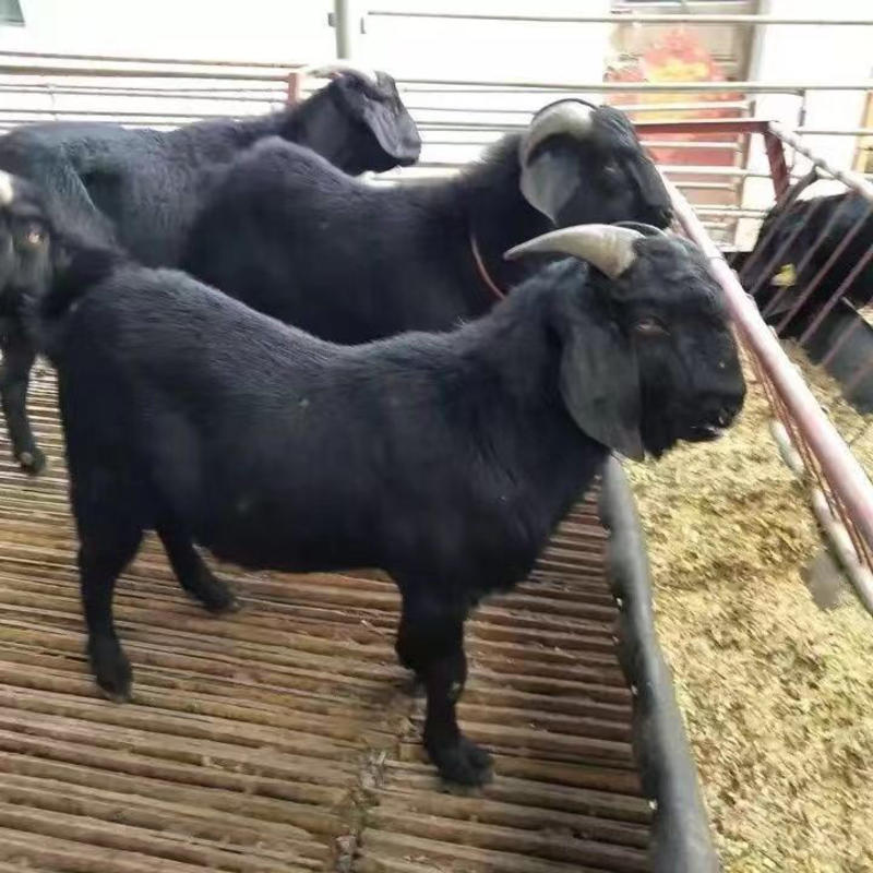 【推荐】努比亚黑山羊大耳朵短毛山羊，包技术基地养殖