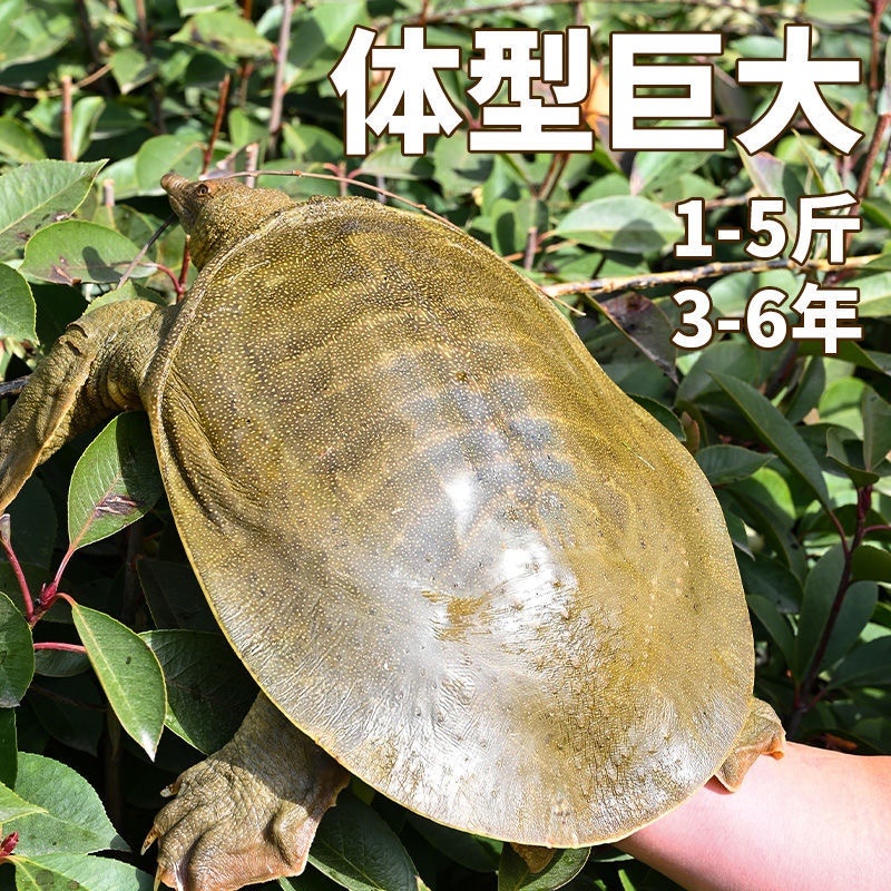 湖北精品甲鱼基地直供一手货源品质保证诚信经营