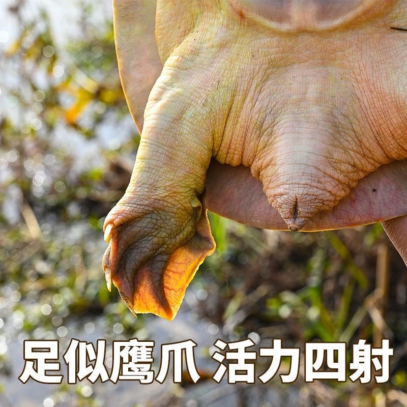 湖北精品甲鱼基地直供一手货源品质保证诚信经营
