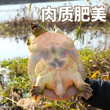 湖北精品甲鱼基地直供一手货源品质保证诚信经营
