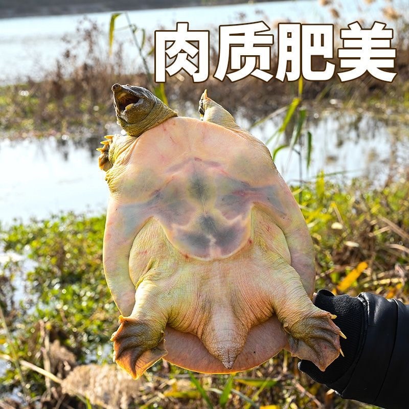 湖北精品甲鱼基地直供一手货源品质保证诚信经营