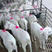 美国白山羊种羊羊羔怀孕母羊各种规格手续齐全欢迎来电