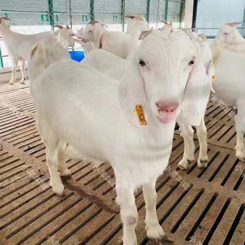 美国白山羊种羊羊羔怀孕母羊各种规格手续齐全欢迎来电