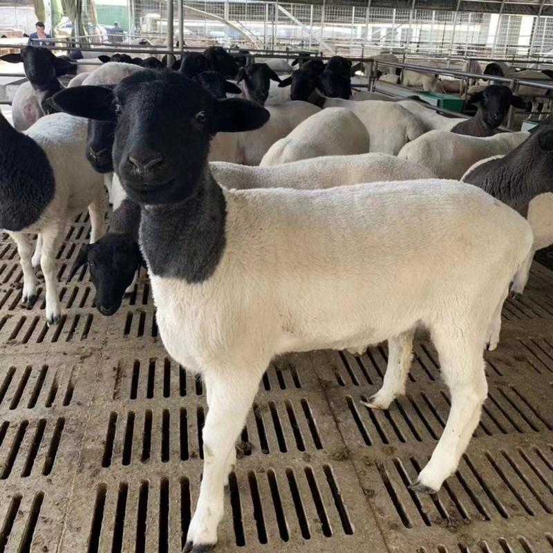 【推荐】纯种杜泊绵羊各种规格，一手货源，保质保量