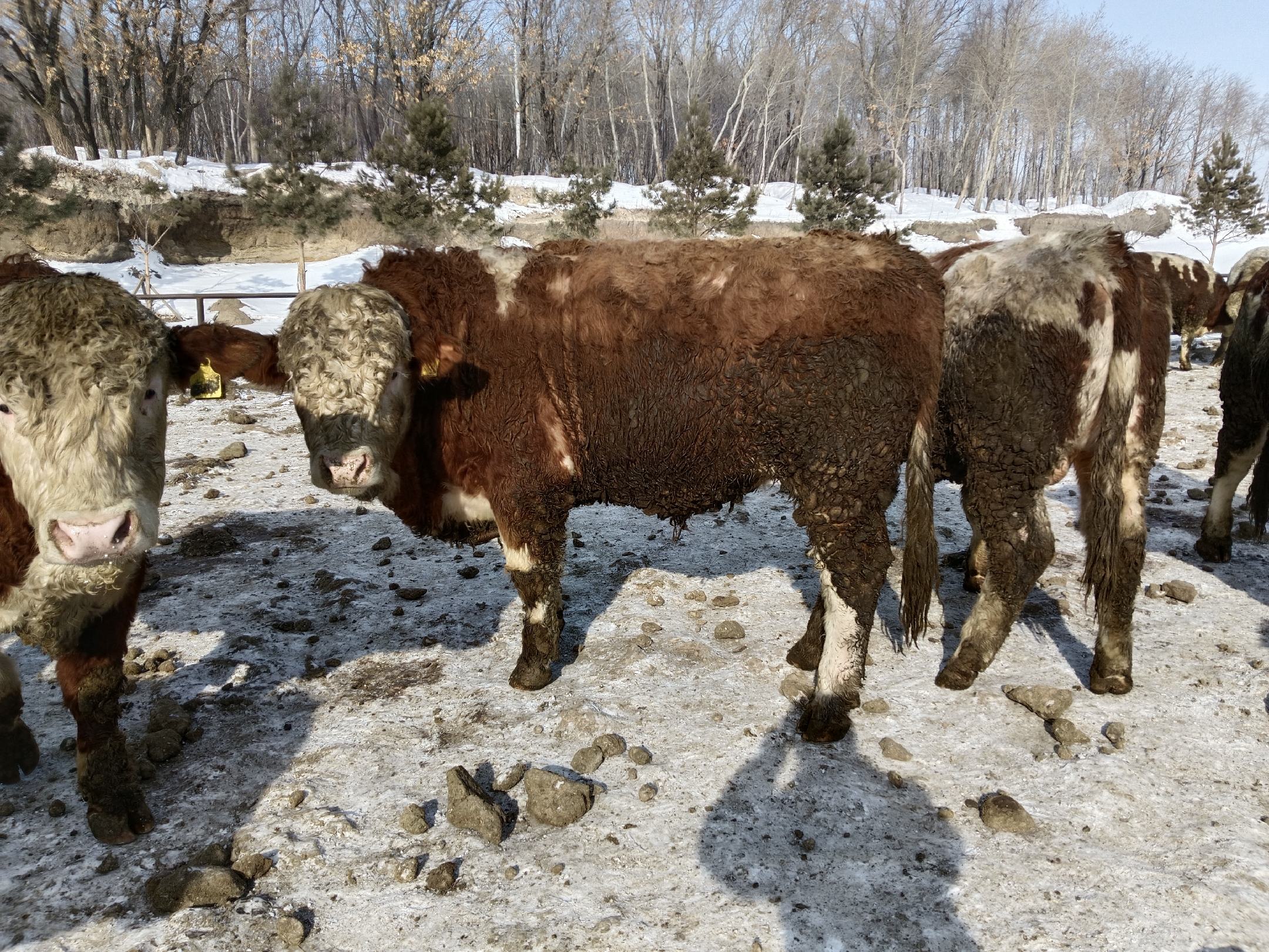 西门塔尔牛群在雪地牧场中稳健行走