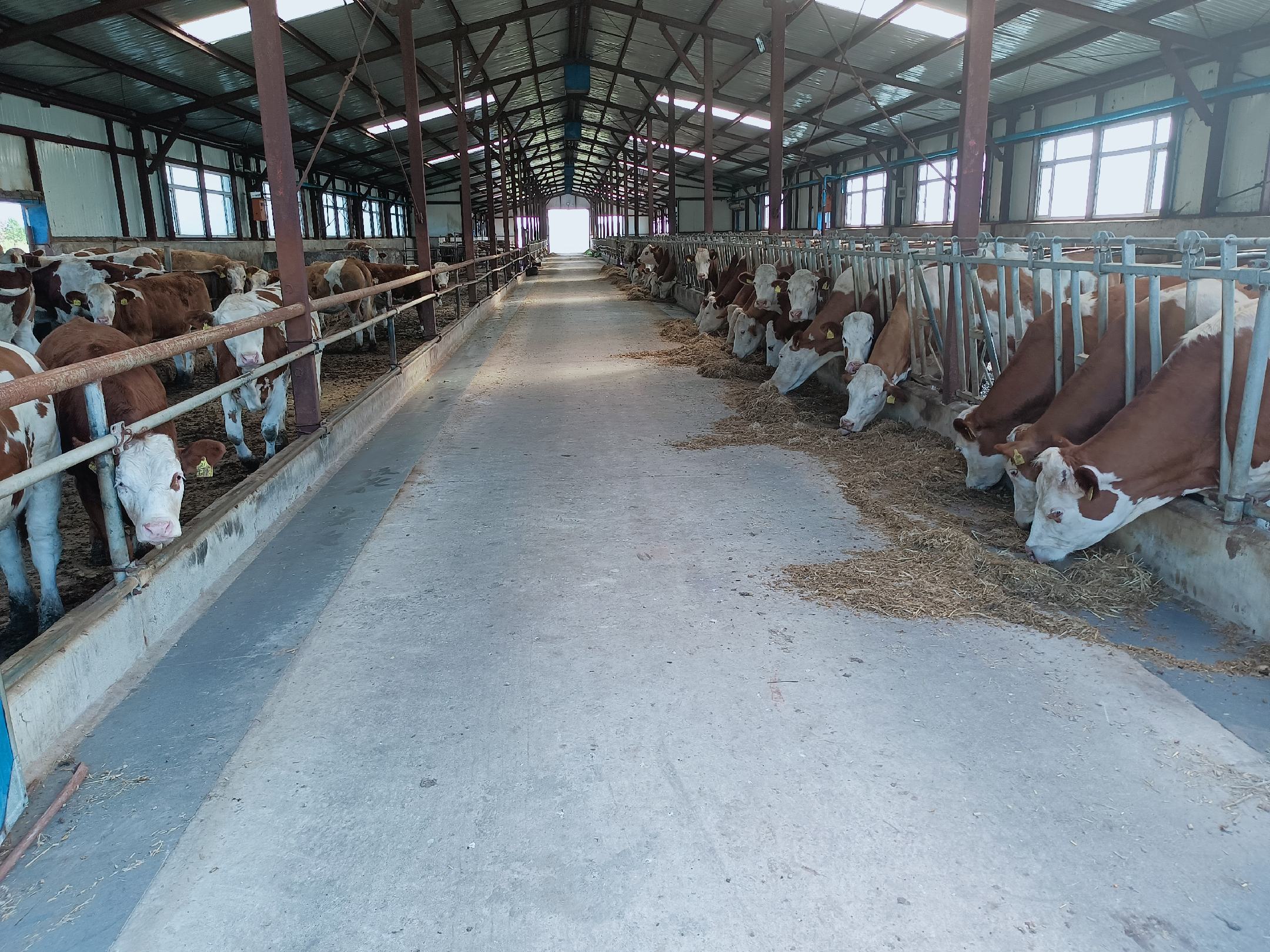 西门塔尔牛在现代化养殖场中进食