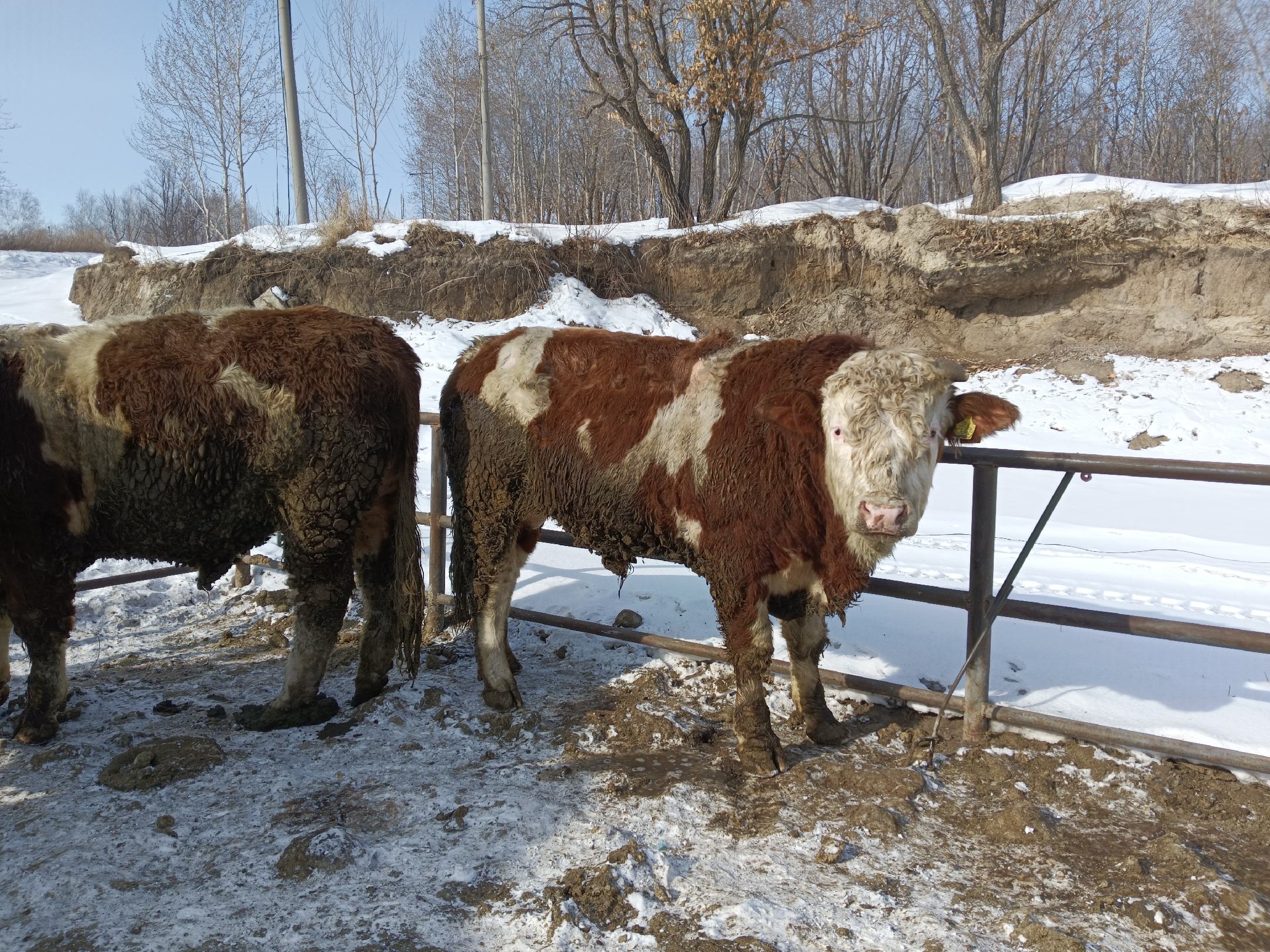 西门塔尔牛在雪地中进食