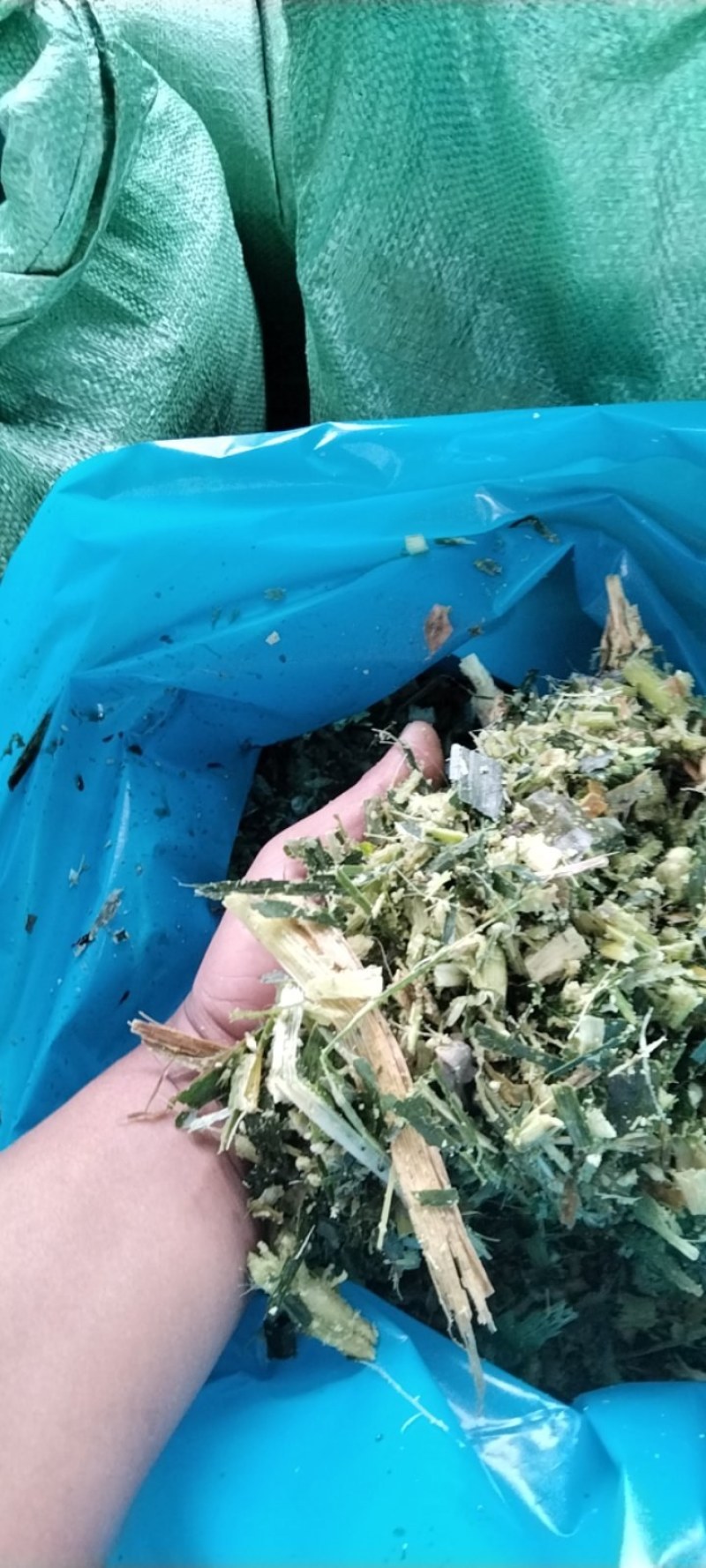 玉米青秸秆
