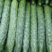 黄瓜山东密刺黄瓜青皮青肉品质保障对接商超批发市场