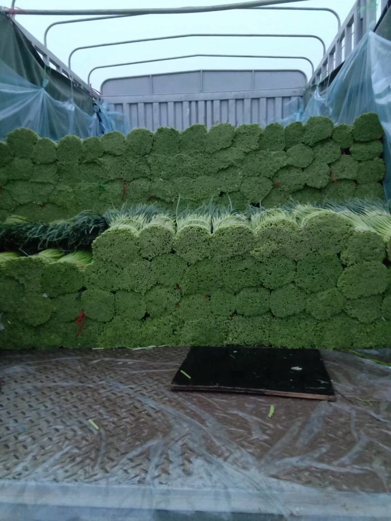 精品红帽蒜苔，商超品质，一手货源，产地直发，冷库储存。