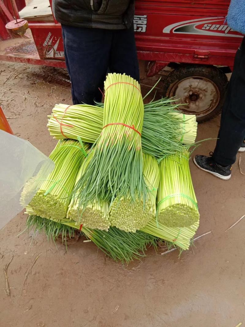 精品红帽蒜苔，商超品质，一手货源，产地直发，冷库储存。