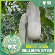 头茬吊秧羊角蜜博洋61质量上乘代收代发