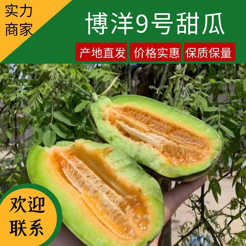 山东头茬博洋9羊角蜜星甜20各种甜瓜大量上市