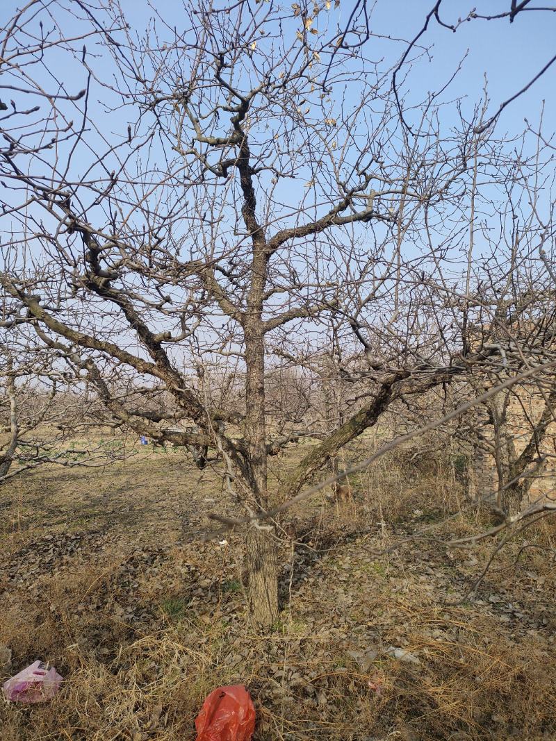 梨树大量出售