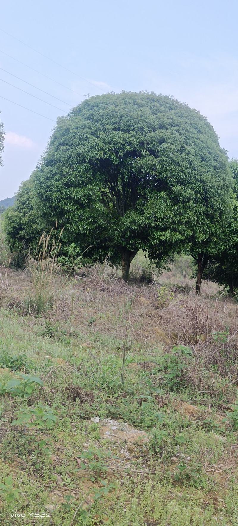 四季桂花树苗，，，，直径20cm，，树型好，，，树光好