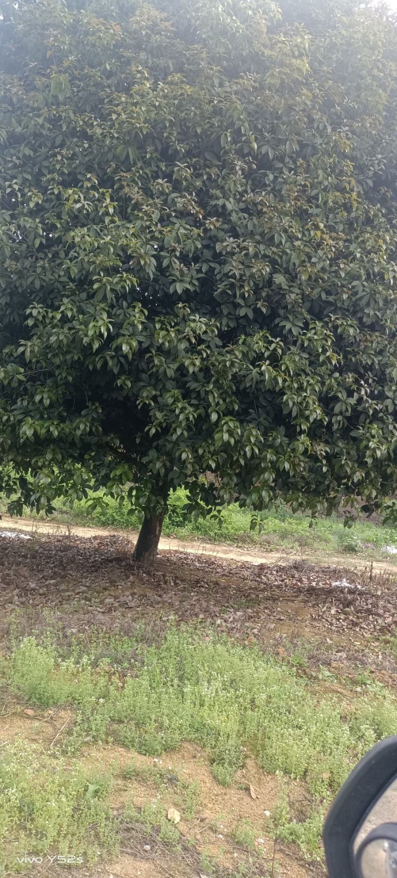 四季桂花树苗，，，，直径20cm，，树型好，，，树光好