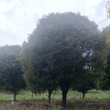 四季桂花树苗，，，，直径20cm，，树型好，，，树光好