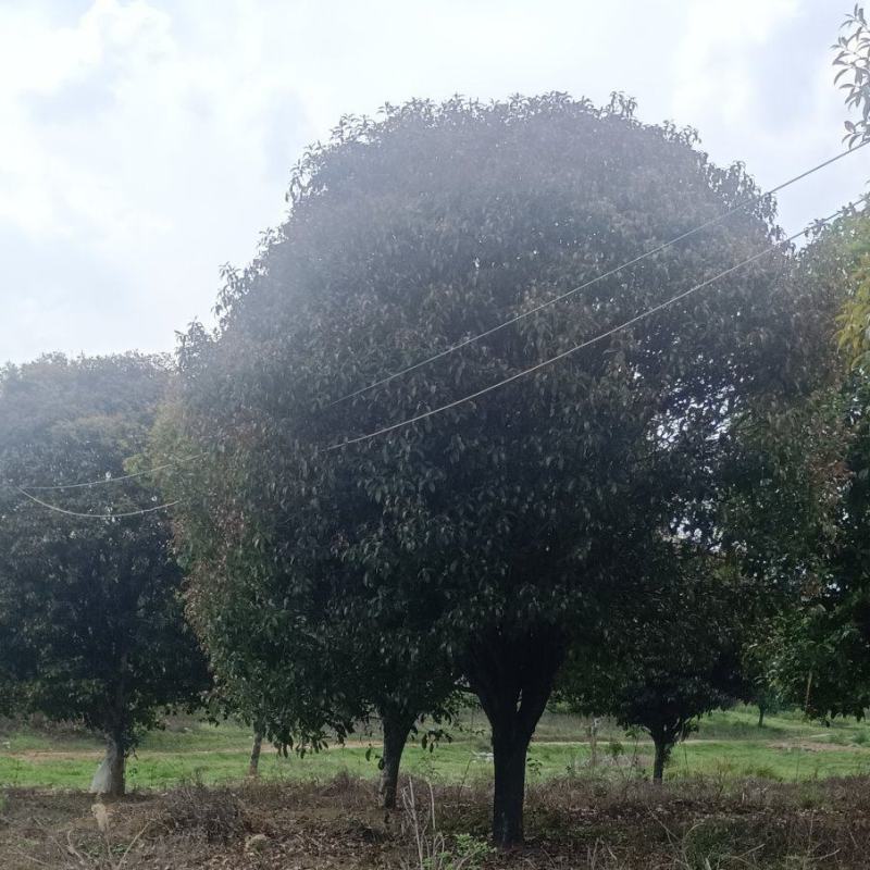 四季桂花树苗，，，，直径20cm，，树型好，，，树光好