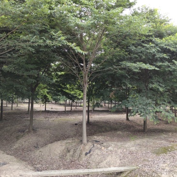 榉树苗绿化苗木庭院室外工程园林榉树大树苗风景树苗大型榉树