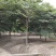 榉树苗绿化苗木庭院室外工程园林榉树大树苗风景树苗大型榉树