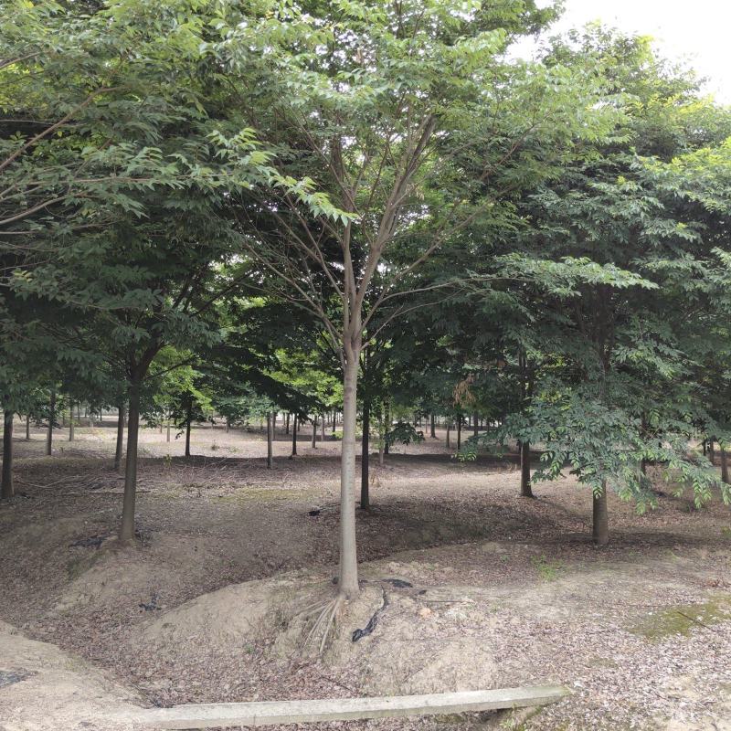榉树苗绿化苗木庭院室外工程园林榉树大树苗风景树苗大型榉树