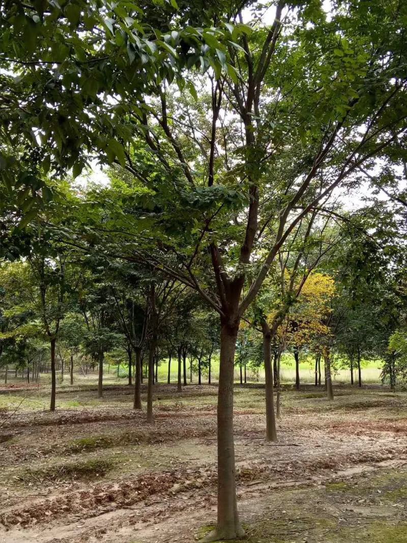 榉树苗绿化苗木庭院室外工程园林榉树大树苗风景树苗大型榉树