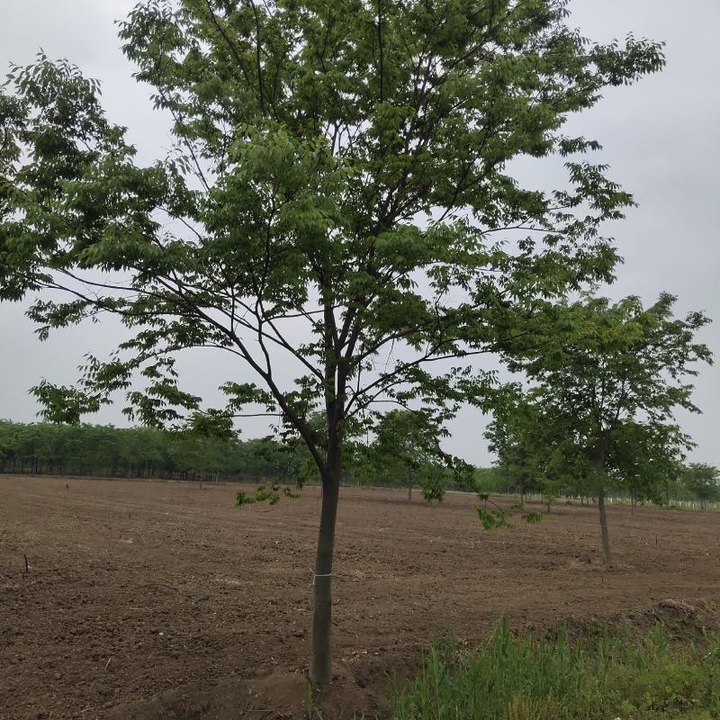 榉树苗绿化苗木庭院室外工程园林榉树大树苗风景树苗大型榉树